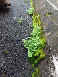 High angle view of plants growing on road