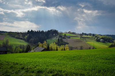 Scenic view of agricultural field against sky