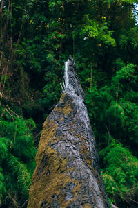 Close-up of moss covered tree trunk in forest