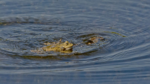 High angle view of turtle swimming in lake