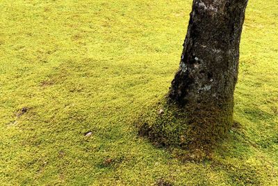 High angle view of tree trunk on field