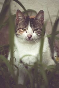 Close-up portrait of cat