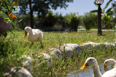 Close-up of swans on grass