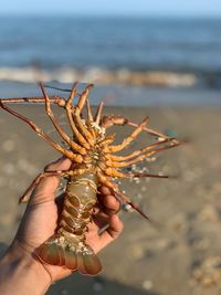 Cropped hand of person holding dead lobster at beach