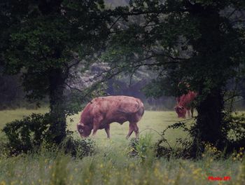 Horse standing in a field