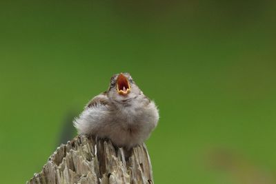 Close-up of bird perching outdoors