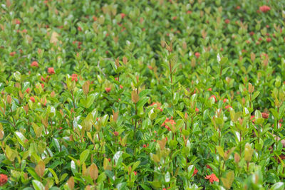 Full frame shot of flowering plants on field