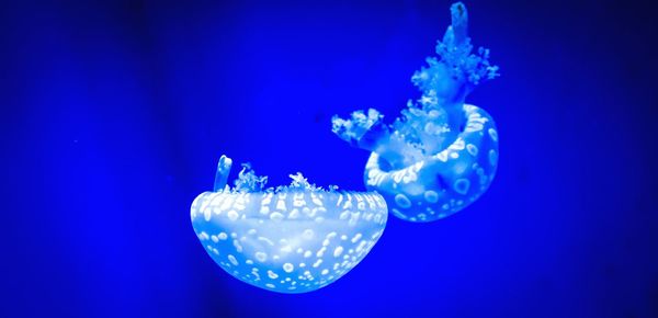 Close-up of jellyfish over black background