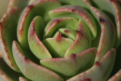 Full frame shot of succulent plant