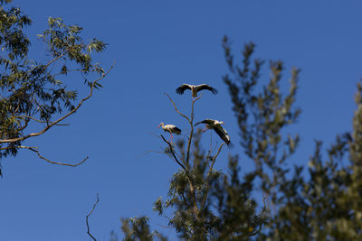 Low angle view of bird flying against clear blue sky