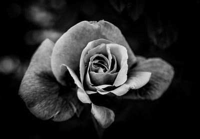 Close-up of rose against black background