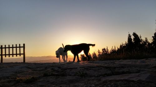 Horses on landscape at sunset