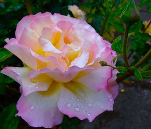 Close-up of pink flowers