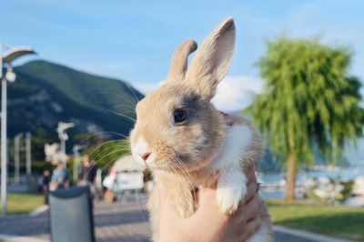 Cropped hand of person holding rabbit against sky