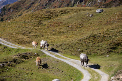 Cows grazing in pasture