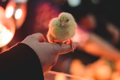 Close-up of hand holding bird