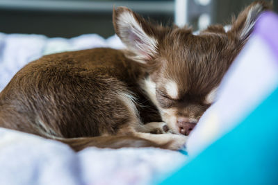 Close-up of puppy on pet bed