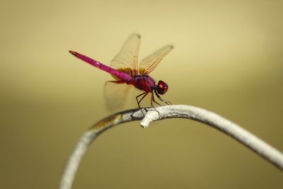 Close-up of insect