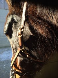 Close-up of horse looking away