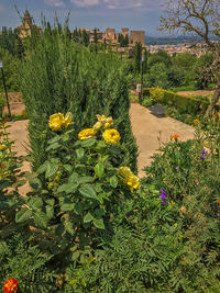 Yellow flowers growing on tree by plants against sky