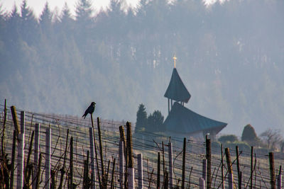 Birds perching on tree against sky