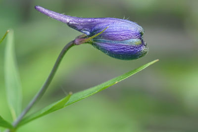 Close-up of insect on purple flower