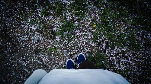 Low section of person standing by fallen petals in park