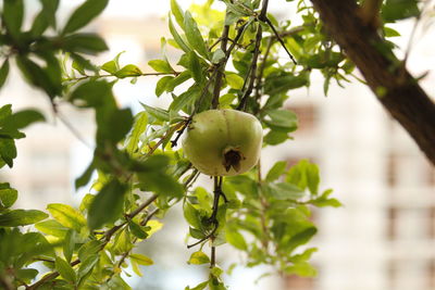 Close-up of fruit growing on tree