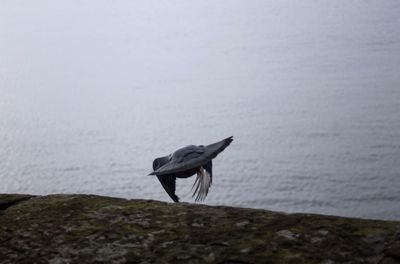 Bird perching on sea shore