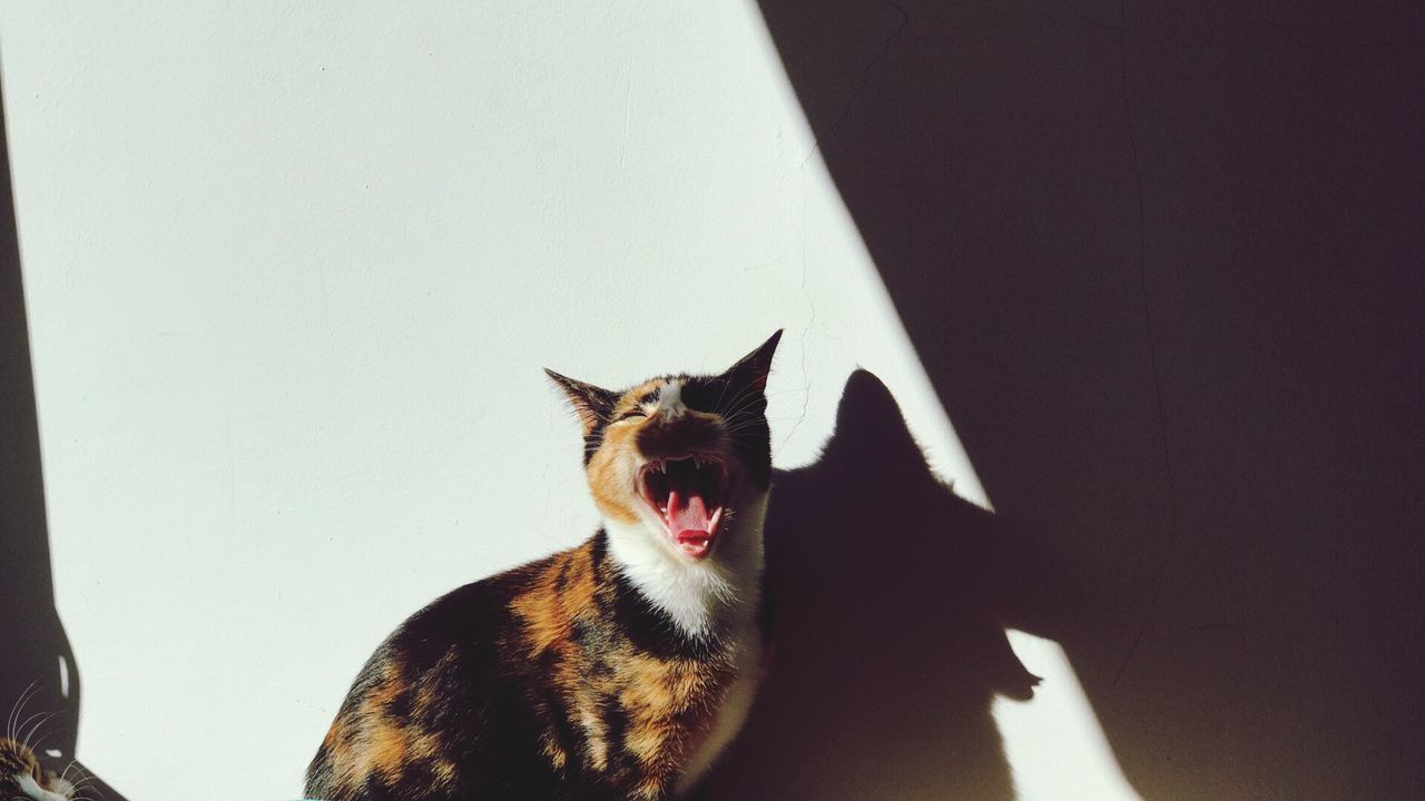 domestic animals, domestic, pets, mammal, animal themes, vertebrate, one animal, cat, animal, domestic cat, feline, mouth open, mouth, no people, wall - building feature, indoors, facial expression, yawning, copy space, day, whisker, aggression