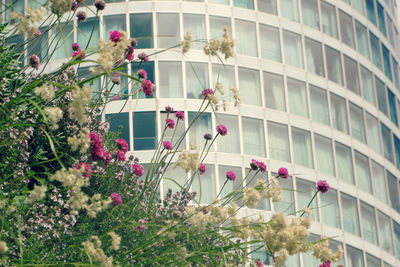 Plants growing in front of building