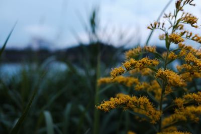 Close-up of flowers against blurred background