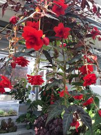 Close-up of red flowers blooming on tree