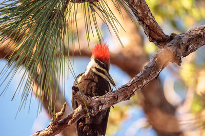 Low angle view of bird on tree trunk