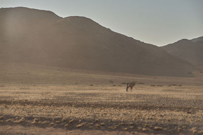 Side view of man walking on landscape