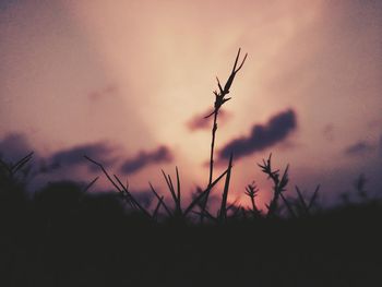 Silhouette plants against sky during sunset