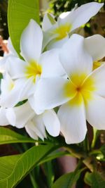 Close-up of white flowers blooming outdoors