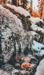 Snow covered rocks by trees