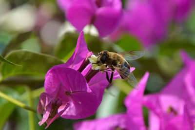 Close-up of bee pollinating on purple flower