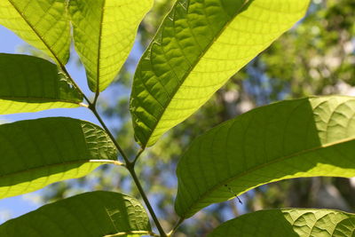Low angle view of leaves