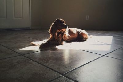 Dog resting on floor at home