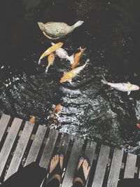 Low section of woman standing on boardwalk by fish and bird in pond