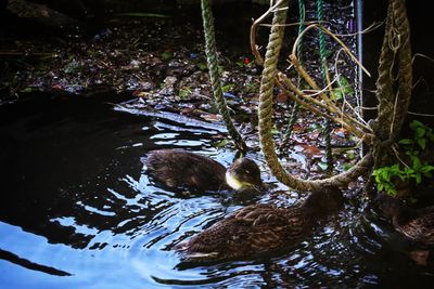 High angle view of ducks swimming on lake