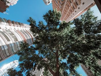 Low angle view of trees and buildings against sky