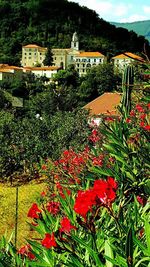 Flowers and plants in front of building