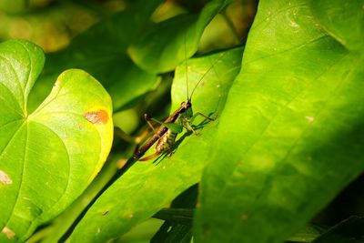 Close-up of insect on leaves
