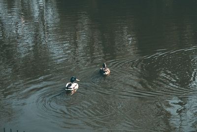 High angle view of ducks swimming in lake