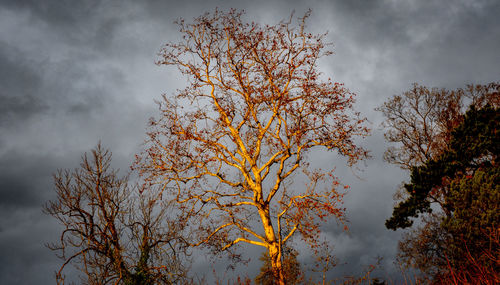 Low angle view of tree against sky during autumn