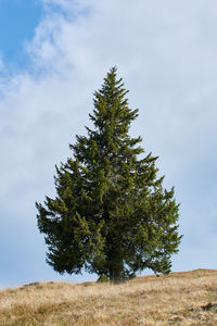 A big fir tree on background with gray cloud sky