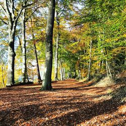 Trees in park against sky
